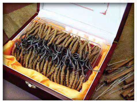 新宁冬虫夏草回收